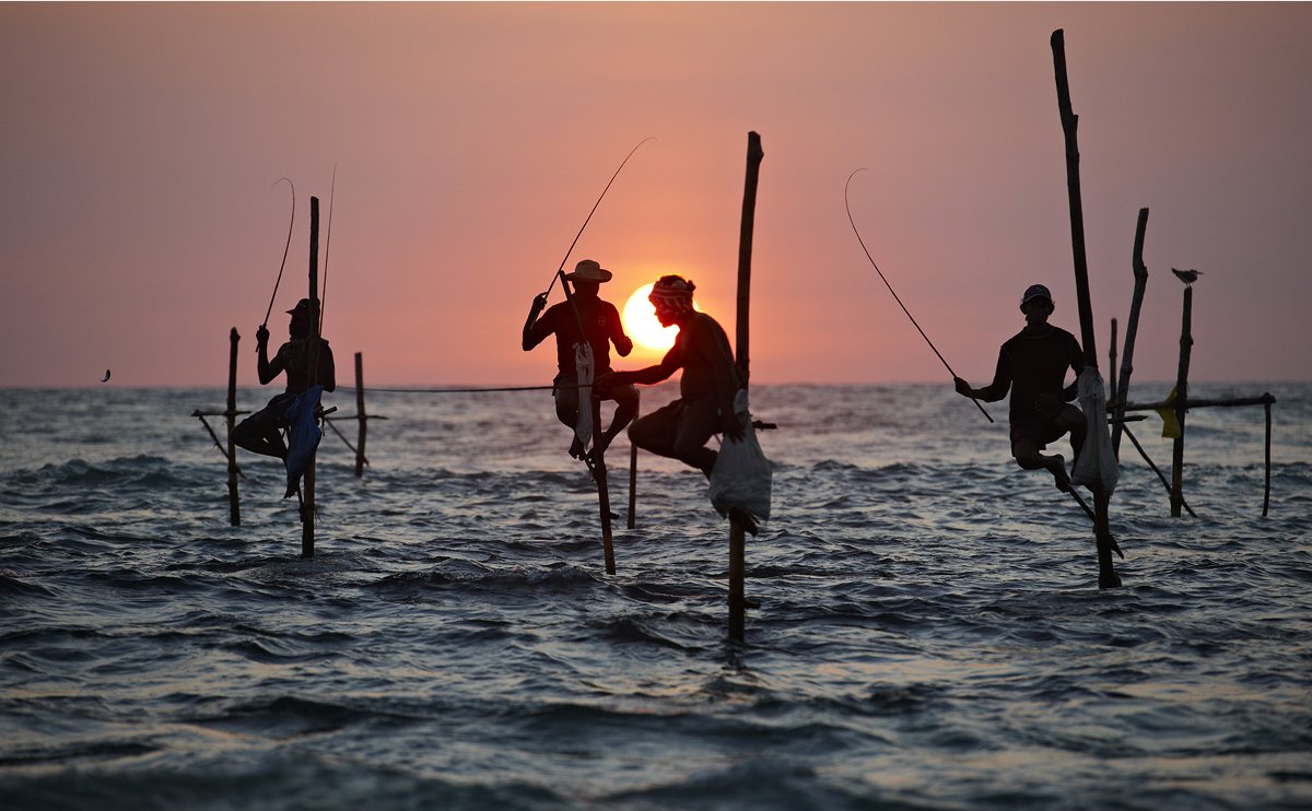 Stilt fishermen in Sri Lanka