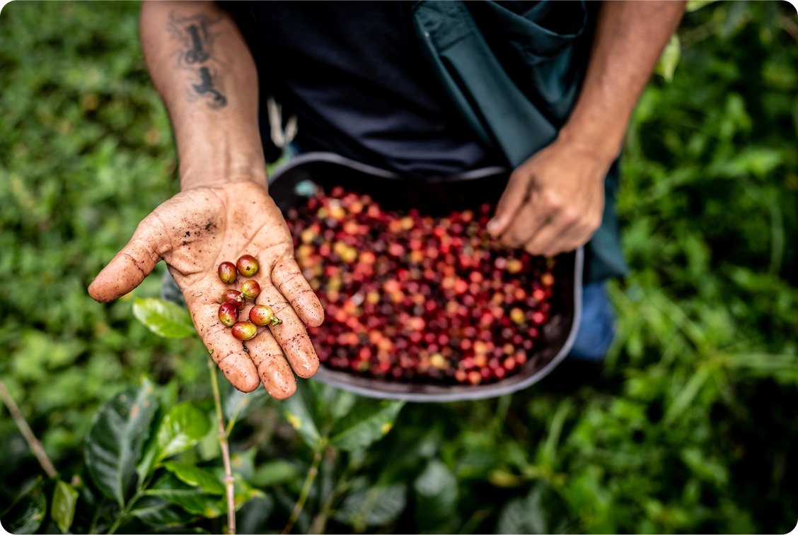 Hand holding raw coffee beans