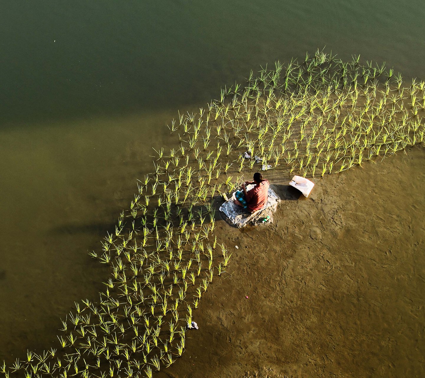 Man sitting by a rice field working