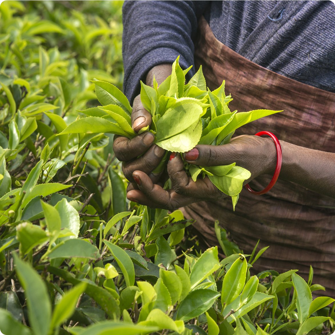 Humanity Insured: Our story. Close up of female worker picking tea leaves.
